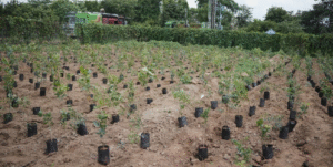 SayTrees and BDA Set Guinness World Record with Landmark Plantation Drive