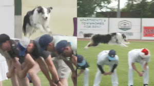 Superdog Chardonnay Sets World Record with 56 Jumps in Just 60 Seconds