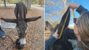 Hank the Donkey Sets World Record for Longest Ears on a Living Donkey