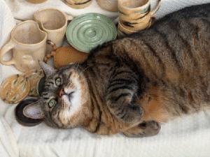 The World Record-Holding Cat Who Became a Viral Pottery Assistant